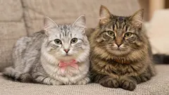 Nie wybieramy tylko zwierzaka, ale także przyjaciela. Jaki wpływ ma płeć kota?